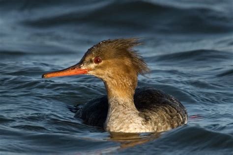 Red-breasted Merganser - BirdWatch Ireland