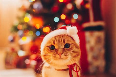 A Guide to Cat-Friendly Christmas Decor