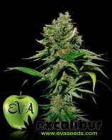 Excalibur (von Eva Female Seeds) :: Cannabis Sorten Infos