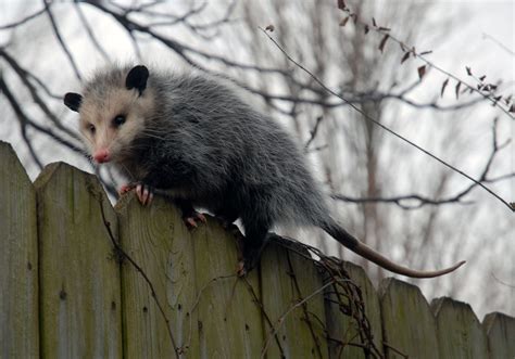 (Not the possum in question but close. My possum gave a much meaner side eye.)