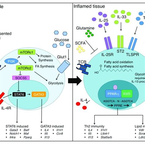 | Th2 cell differentiation requires extensive metabolic reprogramming.... | Download Scientific ...