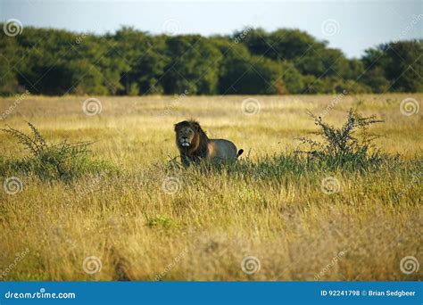 Huge Kalahari Male Lion stock photo. Image of aggressive - 92241798