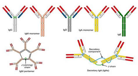 Properties and Function of different classes of Antibodies