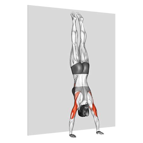 Handstand Push Up: Benefits, Muscles Worked, and More - Inspire US