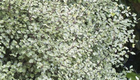 Pittosporum Silver Sheen Hedging & Shrubs - Hopes Grove Nurseries