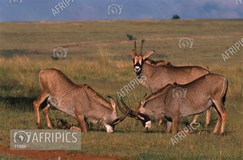 AFRIPICS - Roan antelope with interlocked horns one watching