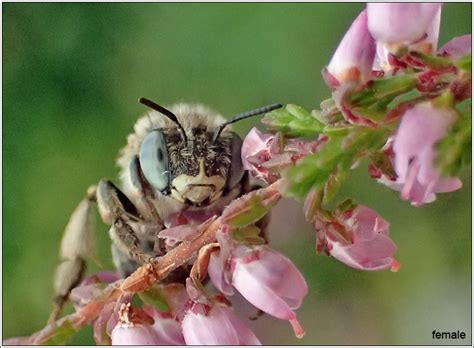 Hymenoptera - Anthophora bimaculata, Green-eyed Flower Bee