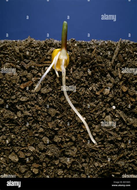 Corn seed germinating hi-res stock photography and images - Alamy