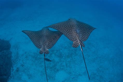 Spotted Eagle Ray Facts