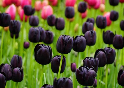 Are Black Tulips Natural