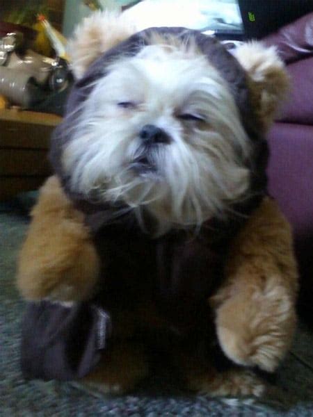 Ewok Dog - The Awesomer