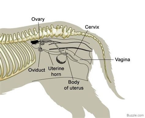 A Visual Guide to Understanding Dog Anatomy With Labeled Diagrams | Dog ...