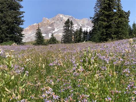 Mount Hood (OR) - from the wildflowers in Paradise Park : r/hiking