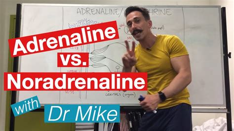 Adrenaline versus Noradrenaline | epinephrine versus Norepinephrine ...