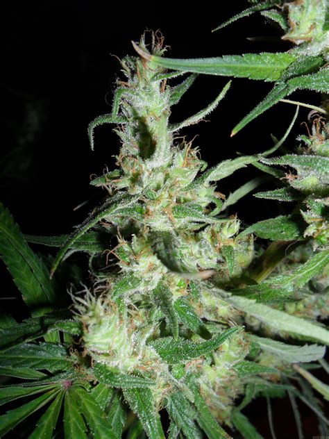 Strain-Gallery: Hawaiian Snow (Green House Seeds) PIC #01081561808038264 by Berry Batch