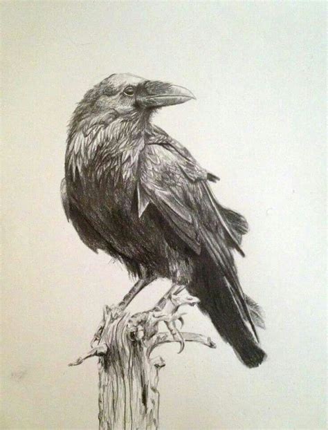 raven drawings - Google Search (With images) | Crows drawing, Bird drawings, Raven art