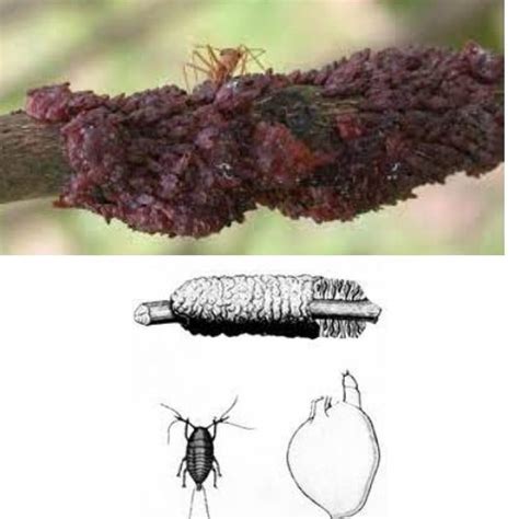 Lac Insect Ppt | Lac Insect Host Plant, Strain, Types , And Its Forms