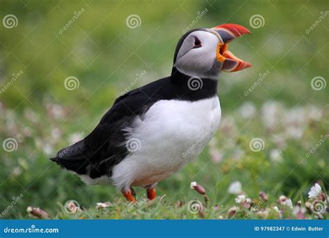 Puffin stock image. Image of countryside, color, nature - 97982347