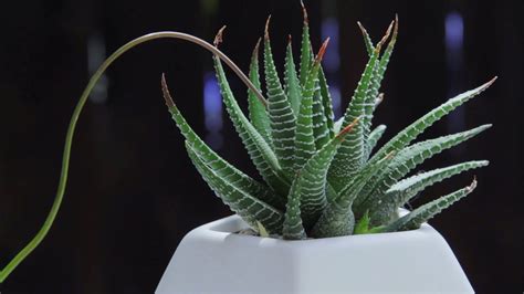 How to Grow and Care for Your Haworthia Plant