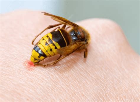 Is A Wasp Sting The Same As A Bee Sting - PestPhobia