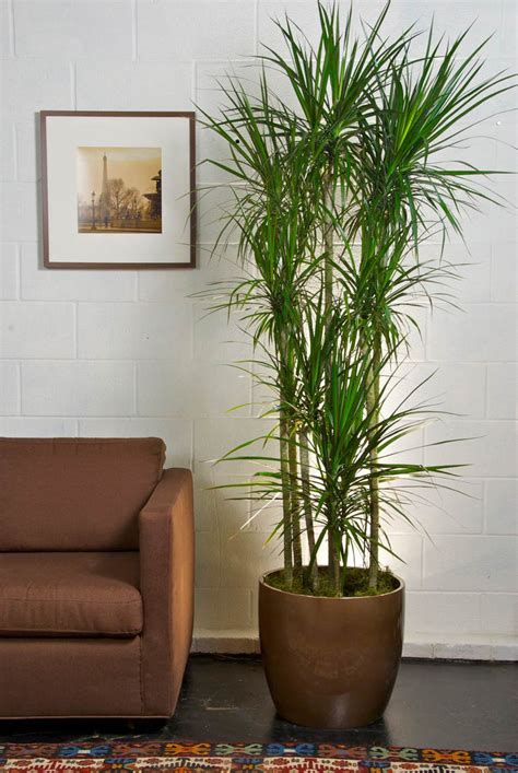 Tall Marginata, Dragon Tree - Houston Interior Plants