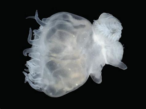 Aurelia aurita - Moon jellyfish, Marigold or Sea jelly polyps (Jellyfish Images)