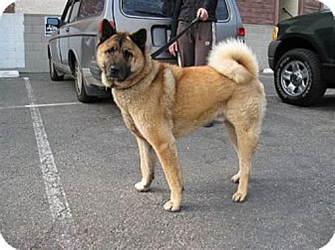 Marina del Rey, CA - Chow Chow/Akita. Meet Max a Pet for Adoption ...