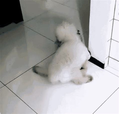 Poodle GIF - Poodle - Discover & Share GIFs