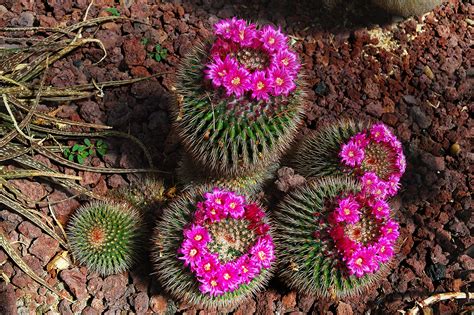 Barcelona Photoblog: Cactus Flowers