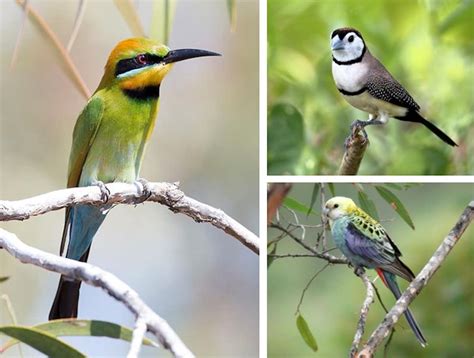 Most native bird species are losing their homes, even the ones you see every day