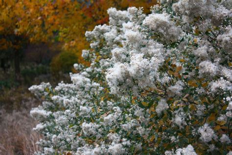 True Colors: 9 Best Shrubs for Fall Foliage - Gardenista