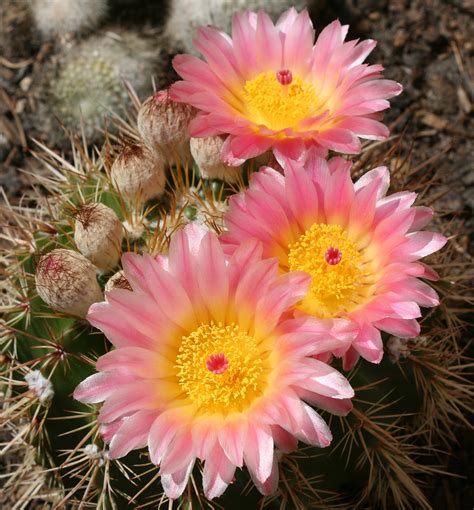 Ball Cactus Flowers #1 | A flowering cactus growing in a pot… | Flickr