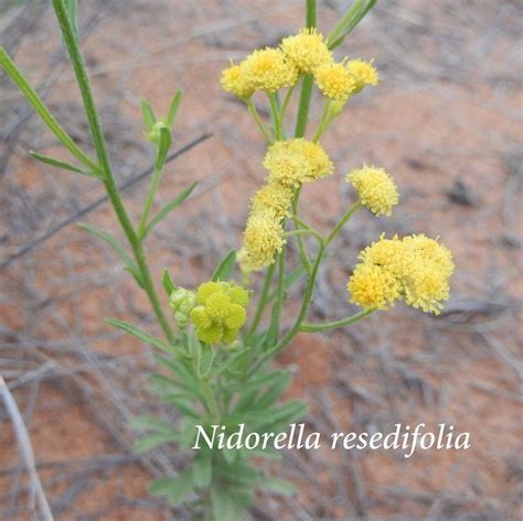 Pin by Adelie Mudge on Wild Flowers of Central Namibia | Wild flowers, Family farm, Plants