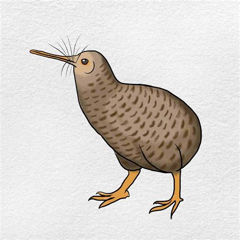 How to Draw a Kiwi Bird - HelloArtsy