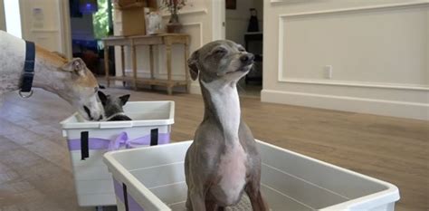 Jenna Marbles' Italian Greyhound Kermit