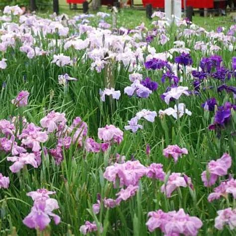 How to Plant & Grow Japanese Water Iris (Iris ensata) - Pond Informer