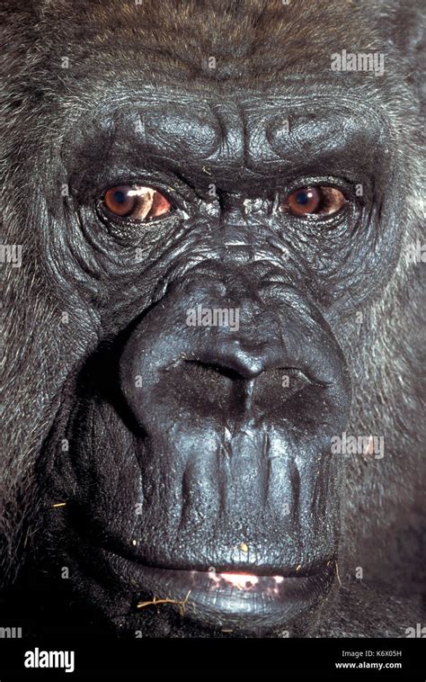 Lowland gorilla, Gorilla gorilla, close up of face showing eyes, mouth and nostrils, captive ...