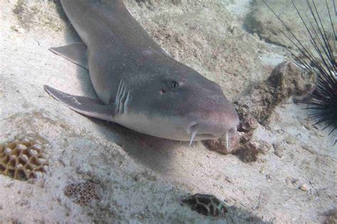 Diving With Bamboo Sharks - Seafari