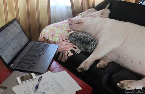 9 Ways Pigs Are Smarter Than Your Honor Student | HuffPost Impact