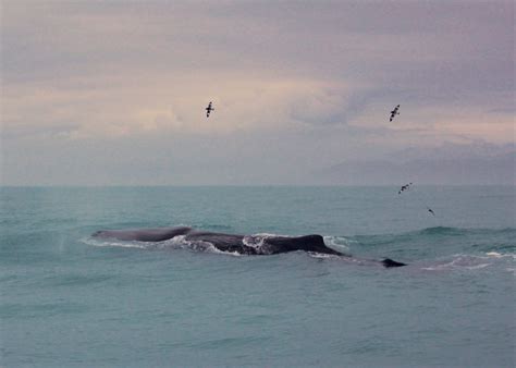 Whale Watching in Kaikoura, New Zealand - Alexis Jetsets – Travel Blog ...