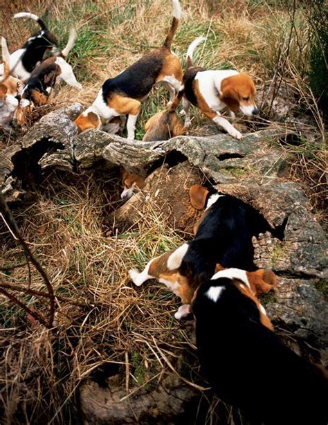 Beagle – Friendly and Curious | Beagle hunting, Beagle, Rabbit hunting
