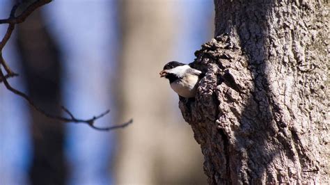 Chickadee Nests, Eggs, Fledglings, And Mating Overview