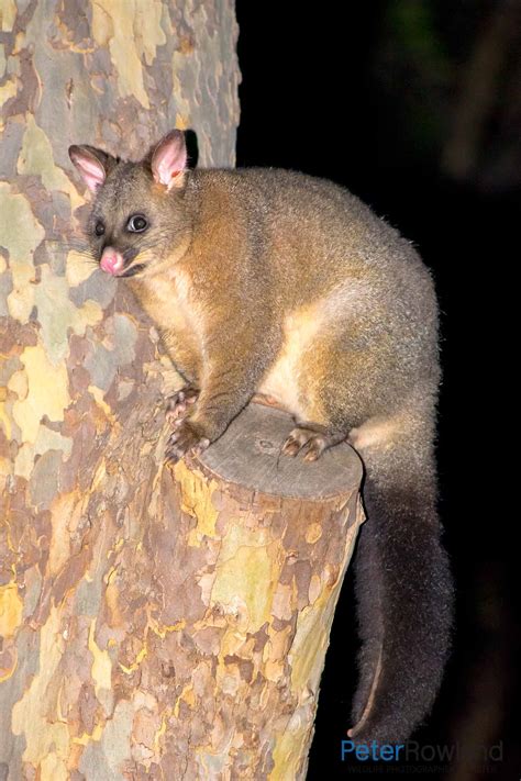 Common Brushtail Possum - Peter Rowland Photographer & Writer