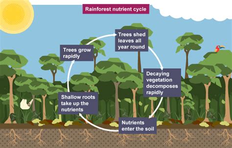 Tropical Rainforest Ecosystem Diagram