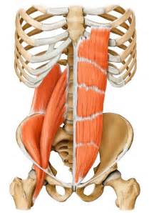 Belle représentation du psoas iliaque, droit de l'abdomen et du carré ...