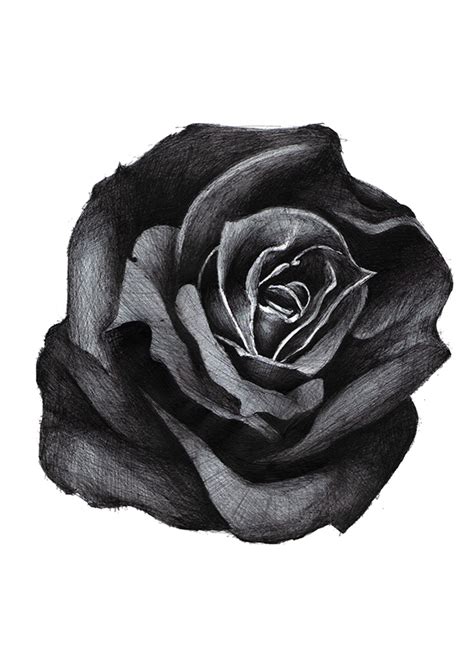 Black Rose - Drawing Skill