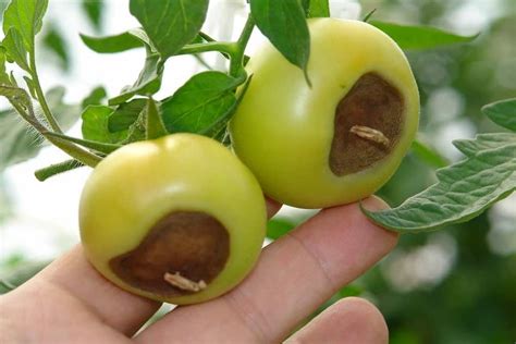 How to Use Epsom Salt for Tomato Plant Blossom Rot