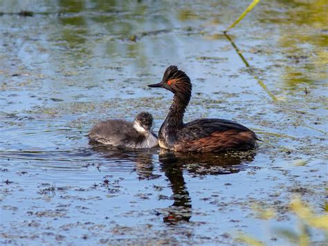 Black Necked Grebe Bird Facts (Podiceps nigricollis) | Bird Fact