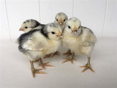 Lakenvelder Chickens | Lakenvelder For Sale