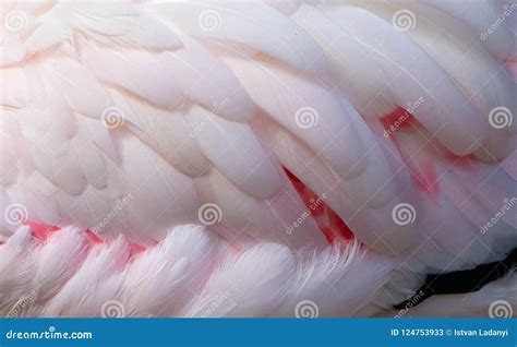 Colorful feathers texture stock image. Image of feathers - 124753933